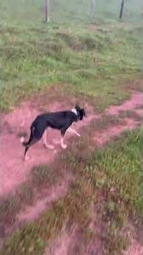 THE BEST IN THE FIELD! 😱 Border Collies in action #bordercollie #herdingdog