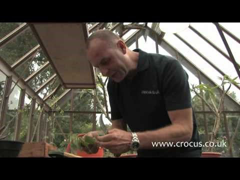 How to take a cutting