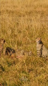 Melatime for a #cheetah family #zebraplainsmoments #zebraplainscollection To enquire about, or book, a safari at one of Zebra Plains Collection's Mara Camps you can get in touch at: reservations@zebraplainsmara.com Or WhatsApp on 254790789122 Download our brochures to learn more about the camps: www.zebraplainscollection.com/brochures #cheetahsofthemara #cheetahsofafrica | Rob The Ranger Wildlife Videos