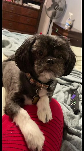 Shih Tzu French Bulldog Mix: The Perfect Blend of Cuteness