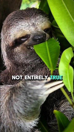 Do Sloths Really Enjoy Hugging People? #facts #animals #sloth #animaldocumentary