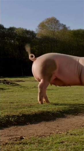 💥🐷 Pig Explodes Into Money! #Pig #Money #Explosion