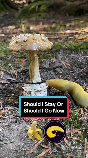 Banana slugs can be surprisingly picky when it comes to munching on mushrooms. In my experience they like the freshest specimens and usually prefer eating the gills or pores of a mushroom. . Banana slugs are equipped with 4 sensory stalks, 2 eye stalks, and 2 chemical receptor “taste” stalks. They eat using a set of iron imbued scrapers known as a radula. The hole in the side of the head is called a pneumostome, it is where they breath and breed. . They glide around on a layer of water loving (h