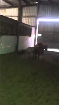 Blaze miniature stallion serving a miniature mare