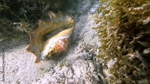 A conch skillfully flip itself over using its operculum, showcasing the unique adaptation of eyes on stalks.