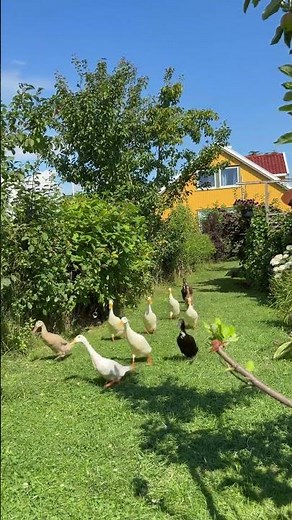 Indian Runner Ducks running
