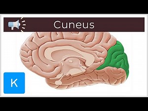 Cuneus | Anatomical Terms Pronunciation by Kenhub