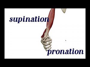 Types of Joint Movements