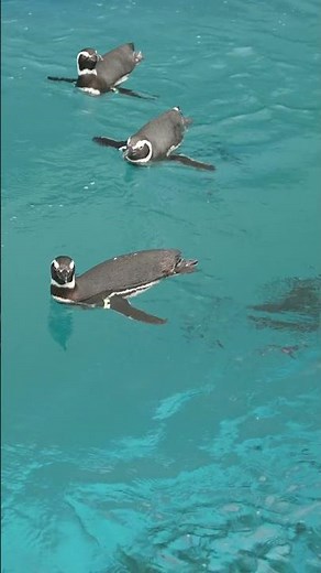 ペンギンの体の模様 / Penguin Body Patterns