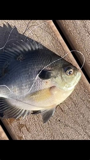 JimmyMfJames (@jimmymfjames)’s videos with Playing in the Dirt - Mr. Bus Driver Man Sir and Her