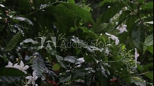 Raindrops falling on jasmine flower tree and white flowers and branches shaken by cyclonic winds, monsoon rain shower