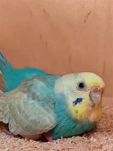 The Gentle Love of Budgies: A Heartwarming Look