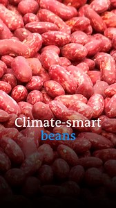 Nyota beans are a climate-smart variety from Kenya, tailored to thrive in the nation's diverse climatic conditions. Thanks to their unique features, these beans are sustainable and resilient. | DW Environment