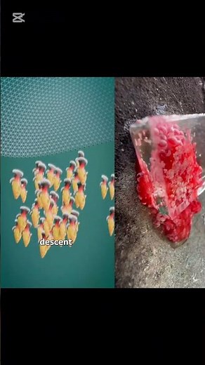 🎣🌊 How a Cast Net Works: The Fisherman’s Secret Tool!