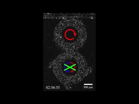 Movie S10: Response of the active fluid to external driving in connected toroids