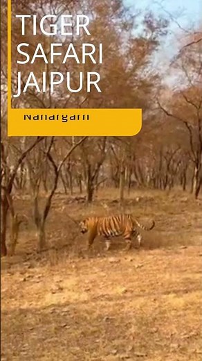 Exploring Wild Jhalana leopard Safari / Nahargarh Tiger & Lion Safari / Amer Elephant Safari Jaipur