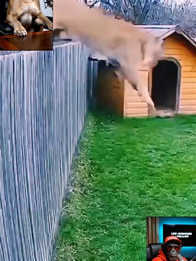 Cat's Hilarious Jump Into the Wrong Backyard