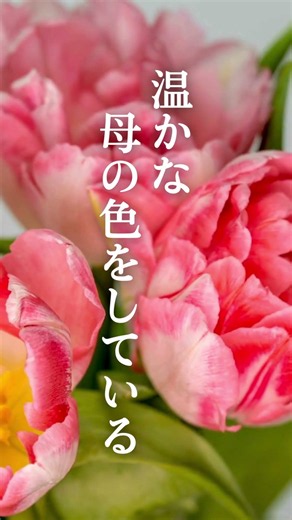 [ショート賛美] ばら・きく・なずな〜母に捧ぐ〜 #歌ってみた #cover #賛美歌 #賛美 #worship