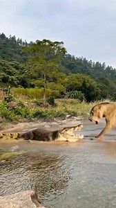 177K views · 2.2K reactions | Good fight 祿‍♂️ | Animal Fight | Facebook