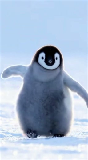 Pure Cuteness Compilation That Will Make You Smile🐼🌸