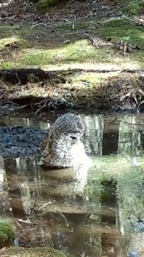 A curious barred owl 🦉 visits the bear wallow #nature #birds #shorts