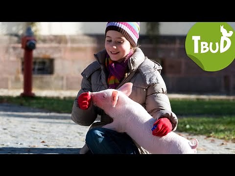 Schwein gehabt (Folge 13) | Tiere bis unters Dach