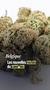 478K views · 11K reactions | Plus 27 tonnes de cann*bis venant des USA, du Canada et de la Thaïlande ont été saisies par les douanes belges. Ces pays ont légalisé sa culture. C’est donc un cann*bis légal qui arrive illégalement jusque chez nous. | RTBF Info | Facebook