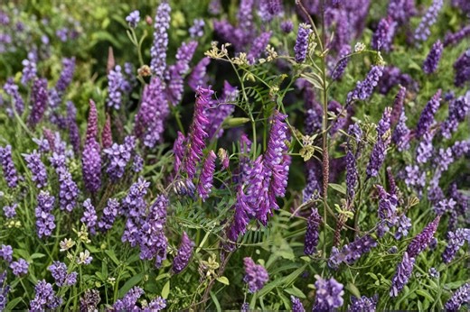 100 Hairy Vetch Seeds – Vicia Villosa – Purple Bounty – Cover Crop – Nitrogen Fixer - Etsy