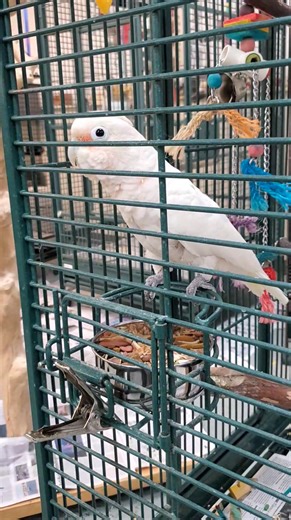 8.5K views · 284 reactions | SHELTER TOUR Here's a quick tour through...