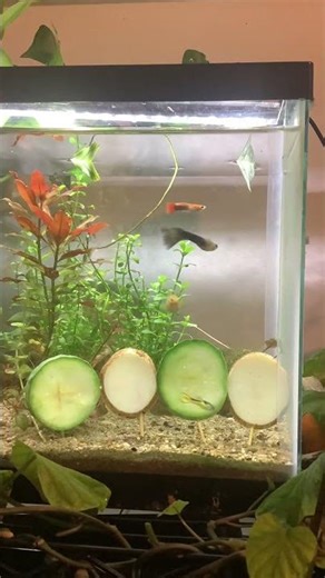 What do snails prefer potatoes or cucumbers?