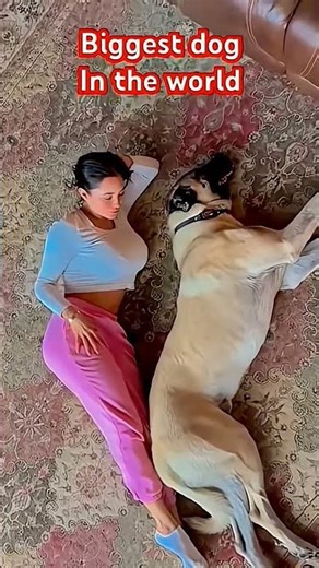 #dogmom #funny #pets #puppy #helpmemakethismakesense #fypシ゚viral #cute #stitch #cute #comedy