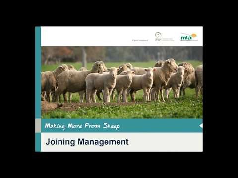 Making More from Sheep | Joining management of sheep