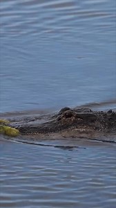 Spring is alligator mating season and love was in the air this morning at Huntington Beach State Park! Alligators can be more aggressive during mating season, mainly toward other alligators - still best to observe from a safe distance. 🐊 #alligator #outdoors #wildlife #nature #beachlife #southcarolina #myrtlebeach #murrellsinlet #animals #reptiles #Gators #NatureLovers #naturephotography #spring #wildlifephotography | Myrtle Beach Grand Strand Life