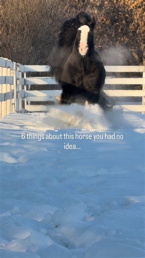 From his best friends the barn cats, to his love of music… SD Empire is one incredible stallion who loves what he loves. There is never a dull moment with this guy. ❤️ Happy Tuesday! #horsesofinstagram #ranchlife #familybychoice #riverlaneranch | River Lane Ranch