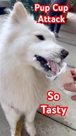 My Dog Destroyed a Pup Cup After Hiking 10 Miles