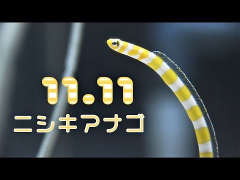 【海遊館】チンアナゴの日のニシキアナゴ