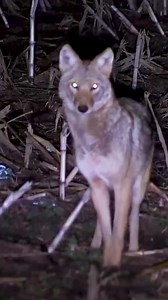35K views · 473 reactions | Managing the Land, One Coyote at a Time | Juil Mar | Facebook