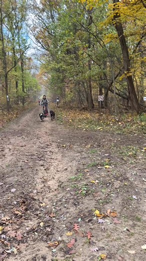43K views · 791 reactions | Race day! | Fort Custer Dryland & Canicross Race | Facebook