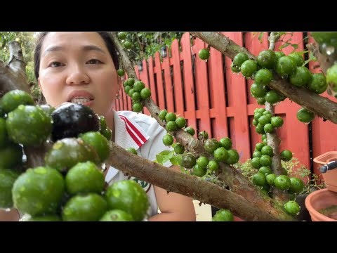 Vlog 3072 ll KHU VƯỜN TRÁI CÂY MƠ ƯỚC CỦA NGỌC TRÊN NƯỚC MỸ ĐÃ THÀNH HIỆN THỰC NẶNG TRĨU TRÁI