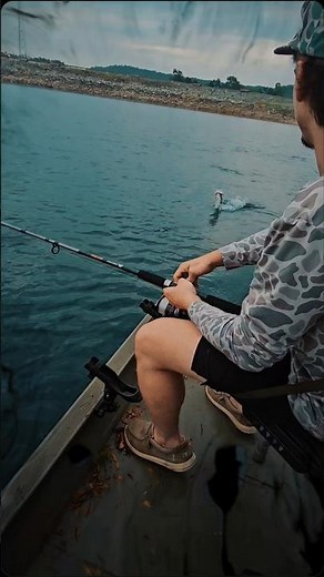 Beaver Lake walleye and Smallmouth action today, with Busch Mountain Fishing Guide Service