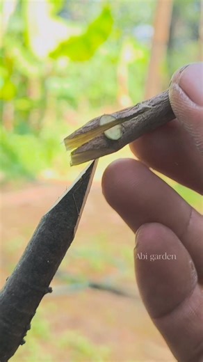 1.1K views · 1.1K reactions | Easy and simple grafting technique #graftingtechniques #graftingplants #graftingfruittree #gardening | Abi Garden | Facebook
