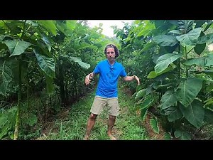 Syntropic Online Course - Agroforestry Foundations