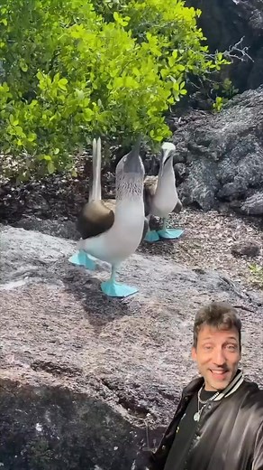 The Blue Footed Boobie is AWESOME | Debate diggest