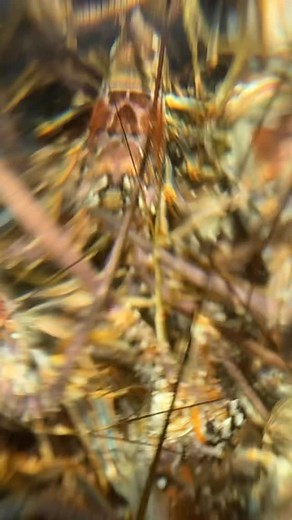 Late summer days are ideal for #lobsters 🦞 . . 👉🏻 Check out the link tree in our bio . #seaveeboats #seaveez #centerconsoleboats #centerconsoleboat #sportfishingboat #offshoreboats #familyboat #bestboats #madeinamerica | Sea Vee Boats