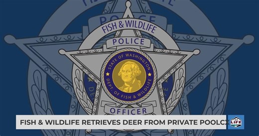 Fish & Wildlife retrieves deer from private pool
