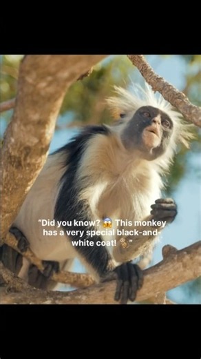 🐒 Black-and-White Colobus Monkey Has a Secret! 😱🖤🤍