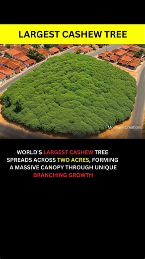 WORLD'S LARGEST CASHEW TREE SPREADS ACROSS TWO ACRES, FORMING A MASSIVE CANOPY