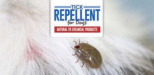 Tick Repellent for Dogs: Natural vs Chemical and What You Must Know