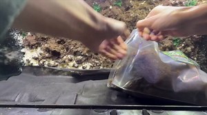 CTWPets Reptile Substrate Liner for Terrarium, 24"x18" Substrate Guard Mesh