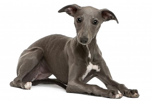 Whippet Puppies For Sale